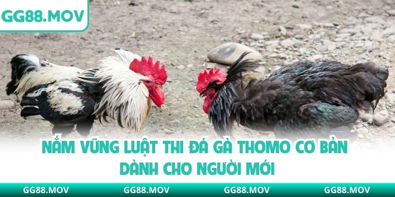 Nắm vững luật thi đá gà Thomo cơ bản dành cho người mới